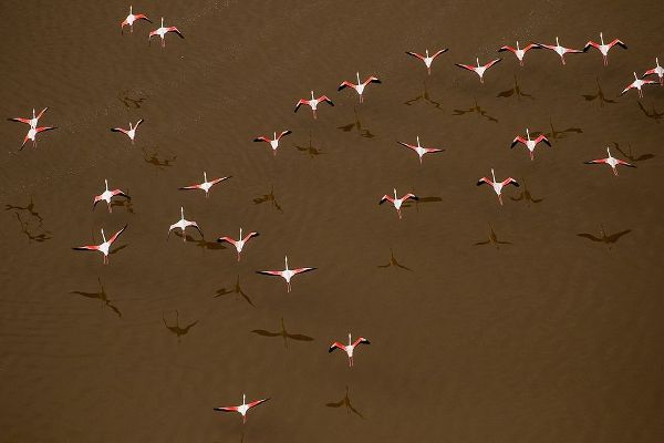 Africa-Tanzania-Aerial view of flock of Greater and Lesser Flamingos flying above salt waters